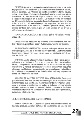 MÓDULO 1 
PRODUCCIÓN DE CERDOS 
ERISIPELA: O mal rojo, esta enfermedad es causada por la bacteria 
Erysipelothrix rhusiopathiae, que se encuentra en alimentos sucios, 
orina y estiércol. La infección se puede presentar en forma aguda, 
subaguda o crónica. En la aguda, los animales presentan temperatura 
hasta de 43°C, piel escamosa, cojera, manchas rojas en el vientre, 
a veces en las orejas y en el cuello. La muerte ocurre en un lapso 
de 24 horas. En la forma subaguda, los animales presentan manchas 
rojas oscuras en casi todo el cuerpo. Por lo general, los animales se 
recuperan en una o dos semanas. La crónica provoca artritis, insufi-ciencia 
cardíaca caracterizada por un color azulado en las orejas y 
dificultades respiratorias. 
SEPTICEMIA HEMORRÁGICA: Es causada por la Pasteurella multo-cida 
A y D. 
En los animales infectados se presenta bronconeumonía, con fie-bre 
y toxemia, pérdida de peso y flujo mucopurulento por la nariz. 
RINITIS ATRÓFICA INFECCIOSA: Se caracteriza por inflamación he-morrágica 
purulenta de la mucosa nasal y etmoidal. La atrofia afecta 
los cornetes nasales y en casos graves ataca los maxilares, con defor-mación 
de la cara. 
ARTRITIS: Afecta a los animales de cualquier edad y sexo, princi-palmente 
a los lechones. Puede ser supurativa, fibrinosa o prolife-rativa. 
La supurativa causa lesiones en las articulaciones de mayor 
movimiento y fibrosis periarticular donde se encuentran pequeños 
abscesos. Las fibrinosas son producidas por micoplasmas y clamidias. 
La proliferativa es producida por la Erisipela insidiosa y se presenta 
desde las 10 semanas de edad. 
SÍNDROME DE MASTITIS, METRITIS, AGALACTIA (MMA): Es un con-junto 
de enfermedades de diferente etiología, en ocasiones no bien 
determinadas, que afecta a las marranas durante el postparto. Se re-duce 
o suspende la producción de leche, se inflaman ubres e infecta 
el útero, con secreciones purulentas y fiebre. La mayoría de enfer-medades 
bacterianas son tratadas con antibióticos, como penicilinas, 
sulfamidas y tetraciclinas. 
4.4. ENFERMEDADES CARENCIALES 
ANEMIA FERROPÉNICA: Ocasionada por la deficiencia de hierro en 
la dieta, produce anemia y defectos de crecimiento. Se observa con 
MANUAL DE PORCICULTURA 27 
 