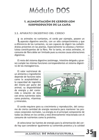 MÓDULO 2 
ALIMENTACIÓN DE CERDOS 
Módulo DOS 
1. ALIMENTACIÓN DE CERDOS CON 
SUBPRODUCTOS DE LA CAÑA 
1.1. APARATO DIGESTIVO DEL CERDO 
Los animales no rumiantes, el cerdo por ejemplo, poseen un 
aparato digestivo sencillo, con un sólo compartimiento y que 
a diferencia de los rumiantes, no son capaces de digerir los carbohi-dratos 
presentes en las plantas. Especialmente la celulosa y hemice-lulosa 
constituyentes de la fi bra. Por lo tanto, en estos animales, el 
consumo de fi bra debe ser limitado pues su exceso causa alteraciones 
digestivas. 
El resto del sistema digestivo (estómago, intestino delgado y grue-so) 
cumple las mismas funciones correspondientes al sistema digesti-vo 
de los monogástricos. 
El valor nutricional de 
un alimento o ingrediente 
depende de factores tales 
como la aceptabilidad y 
la capacidad de ingestión 
del mismo por parte del 
animal; su disponibilidad 
de energía y del conte-nido 
o relación de ésta 
con otros nutrientes tales 
como proteína, vitaminas 
y minerales. 
El cerdo requiere para su crecimiento y reproducción, del consu-mo 
de cierta cantidad de energía necesaria para mantener los pro-cesos 
corporales normales. La energía es el principal componente de 
todas las dietas en los cerdos y está directamente relacionada con el 
consumo de nutrientes como la proteína. 
Al seleccionar las fuentes de energía para la alimentación del cer-do 
hay que considerar igualmente su contenido proteico y la calidad 
MANUAL DE PORCICULTURA 35 
 