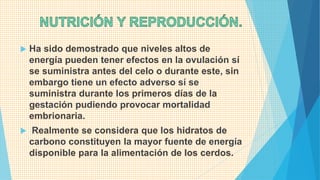  Ha sido demostrado que niveles altos de
energía pueden tener efectos en la ovulación sí
se suministra antes del celo o durante este, sin
embargo tiene un efecto adverso sí se
suministra durante los primeros días de la
gestación pudiendo provocar mortalidad
embrionaria.
 Realmente se considera que los hidratos de
carbono constituyen la mayor fuente de energía
disponible para la alimentación de los cerdos.
 