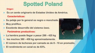 Origen:
 Es un cerdo originario de Estados Unidos de América.
Características:
 Su pelaje por lo general es negro o manchado.
 Muy prolífico.
 Excelente desarrollo del sistema óseo.
Parámetros productivos:
 La hembra puede llegar a pesar 290 - 425 kg
 los machos 380 - 450 kg aproximadamente.
 El número de lechones por camada es de 8 - 10 en promedio.
 El rendimiento en canal es de 83%.
 