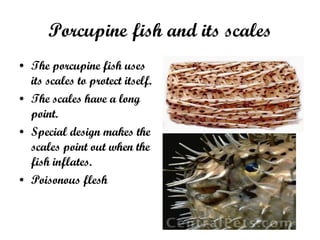 Porcenpine Fish Porcupine Fish | PPT