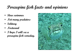 Porcenpine Fish Porcupine Fish | PPT