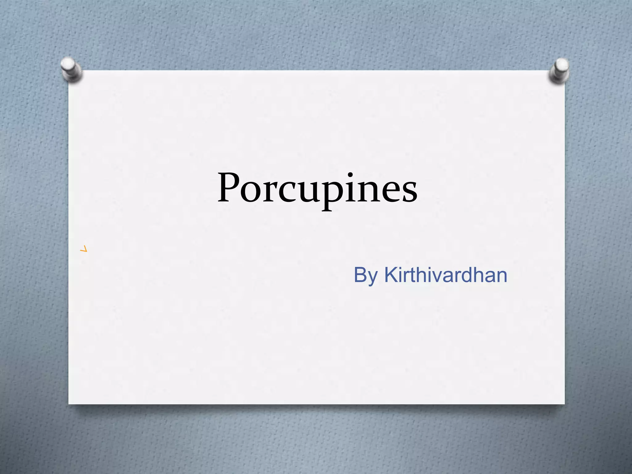 Porcupines
By Kirthivardhan