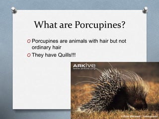 What are Porcupines?
O Porcupines are animals with hair but not
ordinary hair
O They have Quills!!!