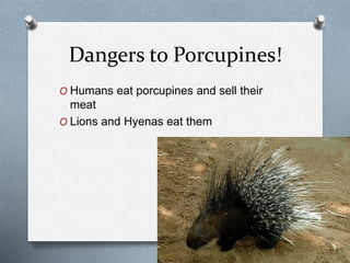 Dangers to Porcupines!
O Humans eat porcupines and sell their
meat
O Lions and Hyenas eat them