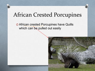 African Crested Porcupines
O African crested Porcupines have Quills
which can be pulled out easily
