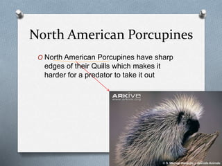 North American Porcupines
O North American Porcupines have sharp
edges of their Quills which makes it
harder for a predator to take it out