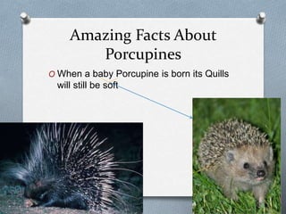 Amazing Facts About
Porcupines
O When a baby Porcupine is born its Quills
will still be soft