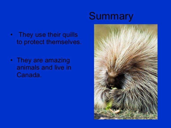 Porcupines