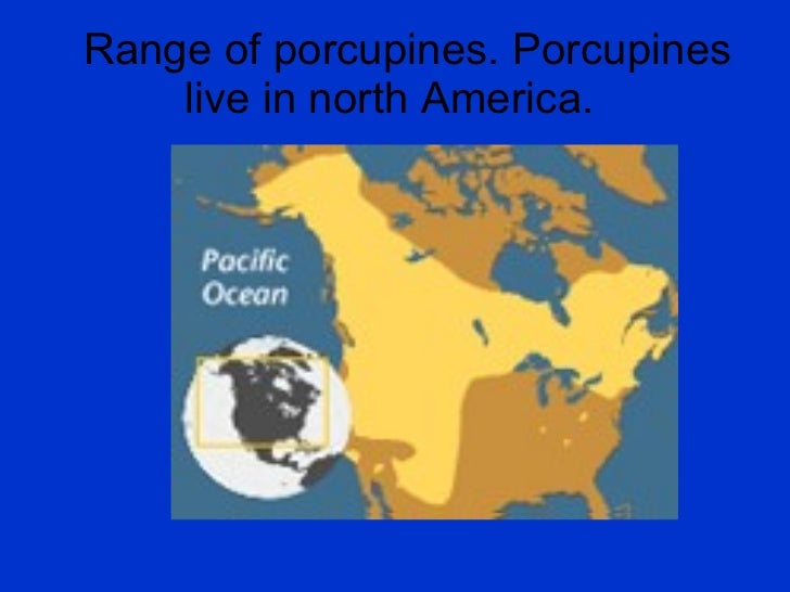 Porcupines