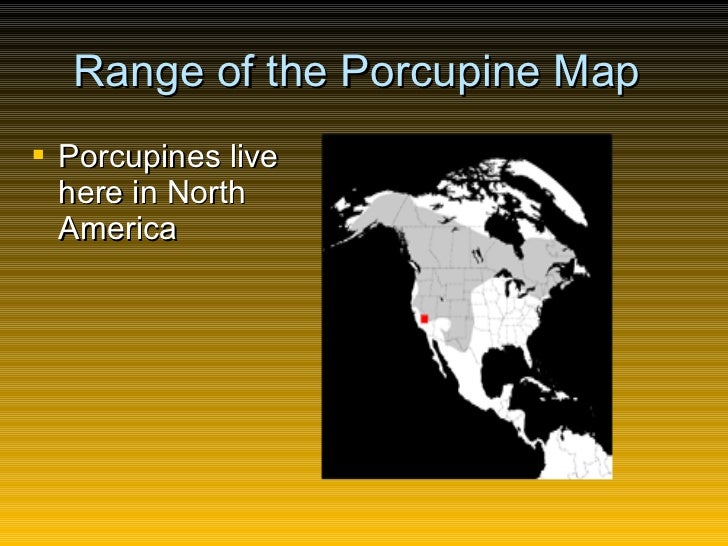 Porcupines by Allena