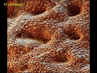 O estômago 