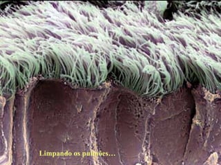 Limpando os pulmões… 