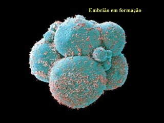 Embrião em formação 
