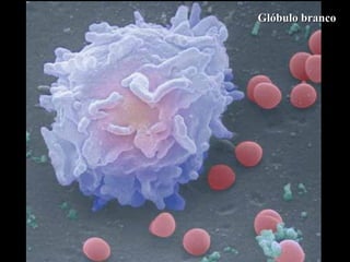 Glóbulo branco 