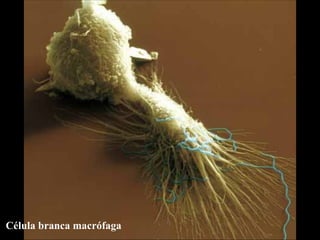 Célula branca macrófaga 