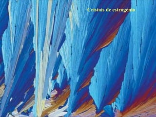 Cristais de estrogénio 