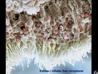 Retina – células foto receptoras Fim 