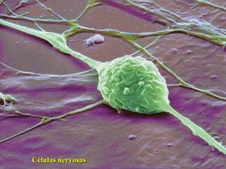 Células nervosas 
