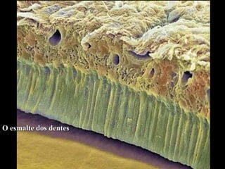O esmalte dos dentes 