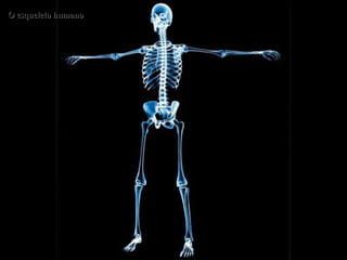 O esqueleto humano 