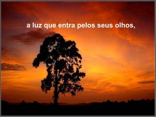 a luz que entra pelos seus olhos, 