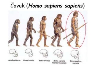 Čovek (Homo sapiens sapiens)
 