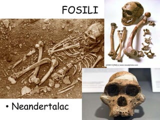 FOSILI
• Neandertalac
 