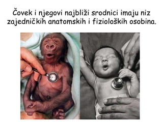 Čovek i njegovi najbliži srodnici imaju niz
zajedničkih anatomskih i fizioloških osobina.
 