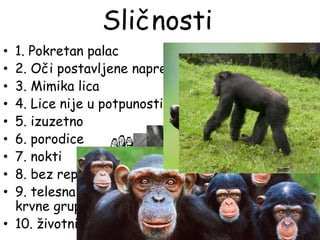 Sličnosti
• 1. Pokretan palac
• 2. Oči postavljene napred
• 3. Mimika lica
• 4. Lice nije u potpunosti prekriveno sa dlakama
• 5. izuzetno razvijen mozak
• 6. porodice
• 7. nokti
• 8. bez repa
• 9. telesna temperatura, broj otkucaja srca,
krvne grupe
• 10. životni vek
 