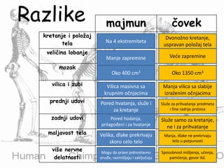 Razlike majmun čovek
kretanje i položaj
tela
veličina lobanje
mozak
vilica i zubi
prednji udovi
zadnji udovi
maljavost tela
više nervne
delatnosti
Na 4 ekstremiteta
Dvonožno kretanje,
uspravan položaj tela
Manje zapremine
Oko 400 cm3
Vilica masivna sa
krupnim očnjacima
Pored hvatanja, služe i
za kretanje
Pored hodanja,
prilagođeni i za hvatanje
Velika, dlake prekrivaju
skoro celo telo
Mogu da prave jednostavno
oruđe, razmišljaju i zaključuju
Veće zapremine
Oko 1350 cm3
Manja vilica sa slabije
izraženim očnjacima
Služe za prihvatanje predmeta
i fine radnje prstima
Služe samo za kretanje,
ne i za prihvatanje
Manja, dlake ne prekrivaju
telo u potpunosti
Sposobnost mišljenja, učenja,
pamćenja, govor itd.
 