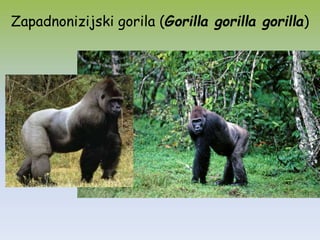 Zapadnonizijski gorila (Gorilla gorilla gorilla)
 