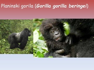 Planinski gorila (Gorilla gorilla beringei)
 