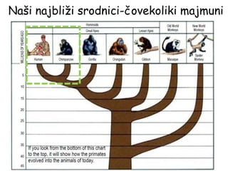 Naši najbliži srodnici-čovekoliki majmuni
 