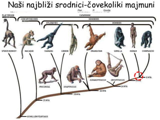 Poslednji zajednički
predak čoveka i
šimpanze (HCLCA)
Naši najbliži srodnici-čovekoliki majmuni
 