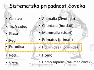 Sistematska pripadnost čoveka
• Carstvo
• Tip/razdeo
• Klasa
• Red
• Porodica
• Rod
• Vrsta
• Animalia (Životinja)
• Chordata (hordati)
• Mammalia (sisari)
• Primates (primati)
• Hominidae (hominide)
• Homo
• Homo sapiens (razuman čovek)
 