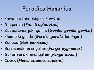Porodica Hominida
• Porodicu čini ukupno 7 vrsta:
• Šimpanza (Pan troglodytes)
• Zapadnonizijski gorila (Gorilla gorilla gorilla)
• Planinski gorila (Gorilla gorilla beringei)
• Bonobo (Pan paniscus)
• Borneanski orangutan (Pongo pygmaeus)
• Sumatranski orangutan (Pongo abelii)
• Čovek (Homo sapiens sapiens)
 