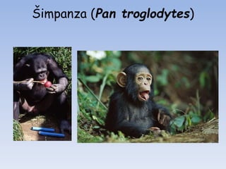 Šimpanza (Pan troglodytes)
 