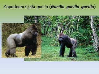 Zapadnonizijski gorila (Gorilla gorilla gorilla)
 