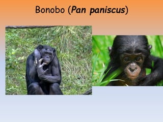 Bonobo (Pan paniscus)
 