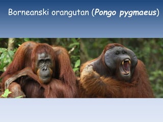 Borneanski orangutan (Pongo pygmaeus)
 