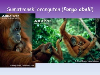 Sumatranski orangutan (Pongo abelii)
 