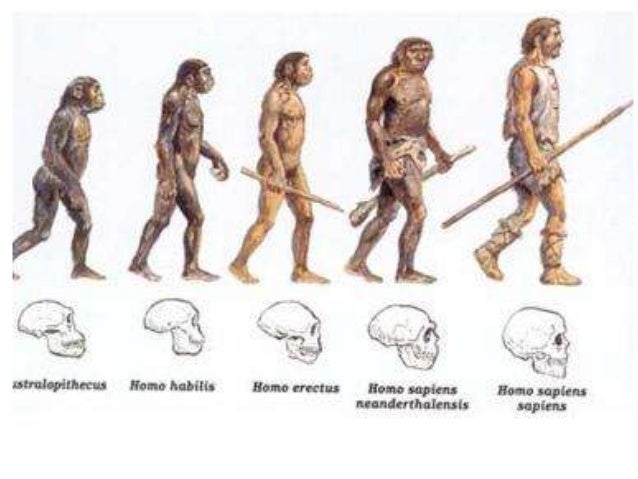 Evolucija čovjeka prezentacija