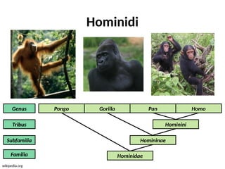 porekloievolucijaoveka-ppt-sr-pptx