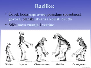 Razlike:
• Čovek hoda uspravno, poseduje sposobnost
govora, planski stvara i koristi oruđa
• Stiče nova znanja i veštine
 