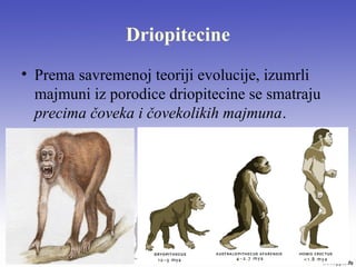 Driopitecine
• Prema savremenoj teoriji evolucije, izumrli
majmuni iz porodice driopitecine se smatraju
precima čoveka i čovekolikih majmuna.
 