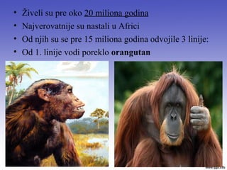• Živeli su pre oko 20 miliona godina
• Najverovatnije su nastali u Africi
• Od njih su se pre 15 miliona godina odvojile 3 linije:
• Od 1. linije vodi poreklo orangutan
 