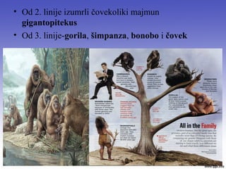 • Od 2. linije izumrli čovekoliki majmun
gigantopitekus
• Od 3. linije-gorila, šimpanza, bonobo i čovek
 