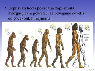 • Uspravan hod i povećana zapremina
mozga-glavni pokretači za odvajanje čoveka
od čovekolikih majmuna
 