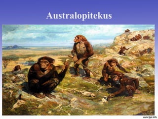 Australopitekus
 